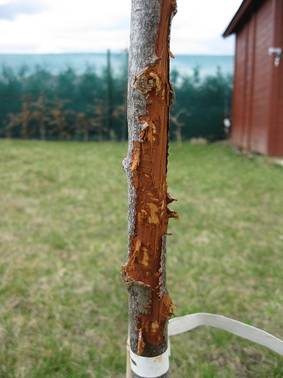img00008.jpg