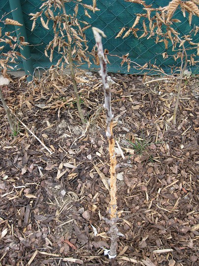 img00010.jpg