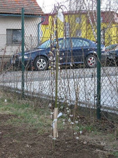 img00013.jpg