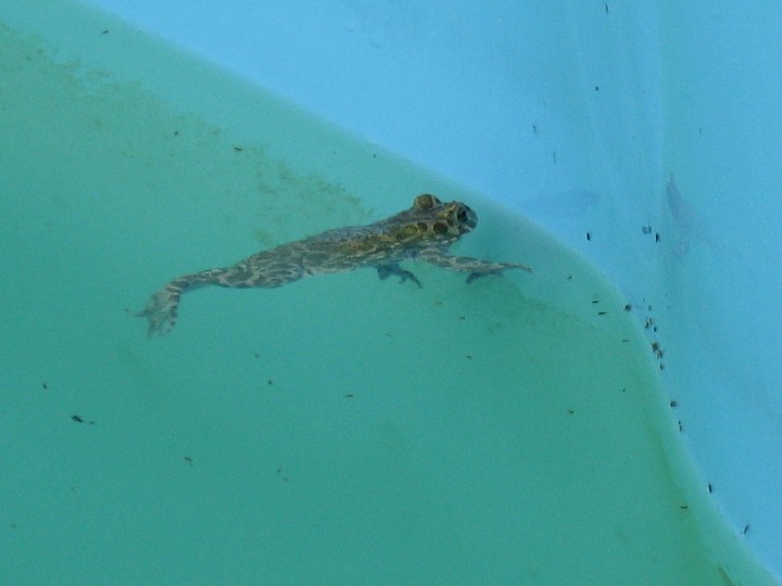img00016.jpg