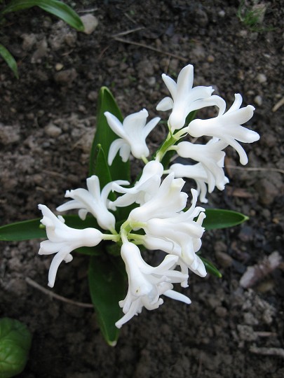img00029.jpg