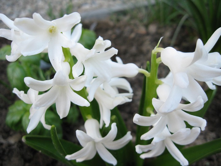 img00030.jpg