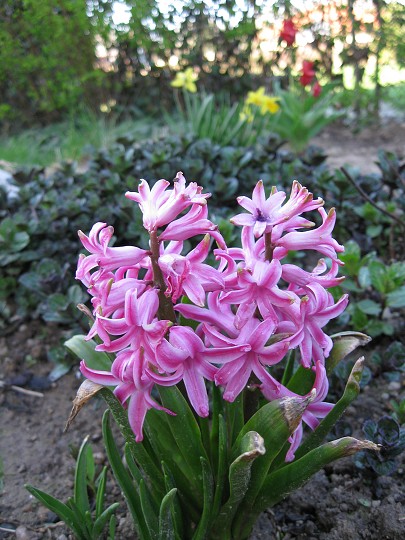 img00031.jpg