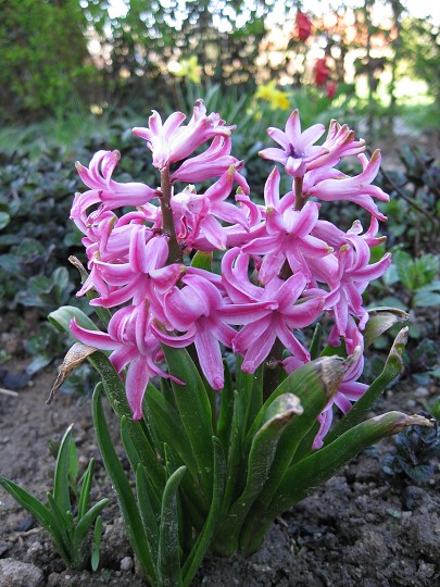 img00032.jpg