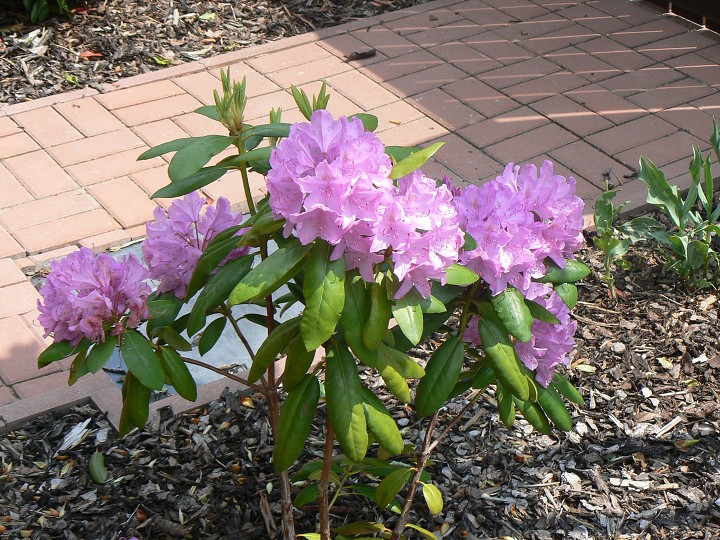 img00005.jpg