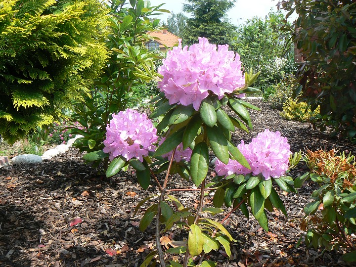 img00006.jpg