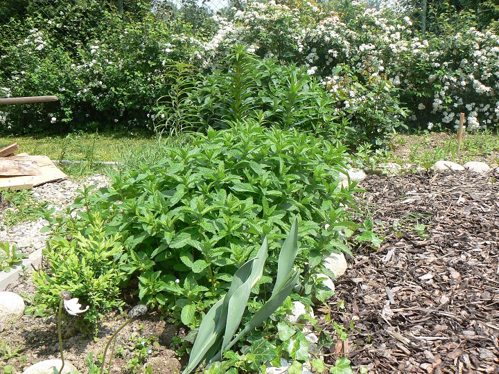 img00008.jpg