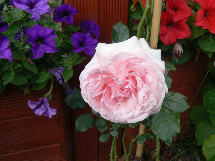 img00015.jpg