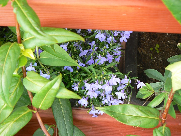 img00016.jpg