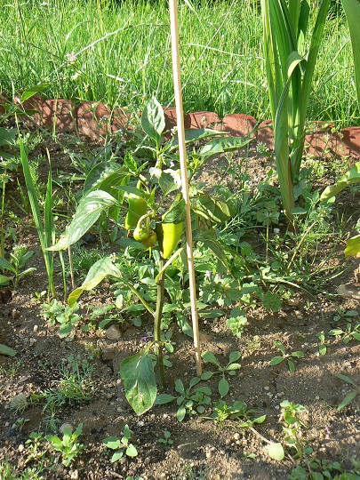 img00025.jpg