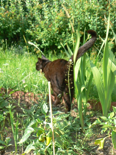 img00026.jpg