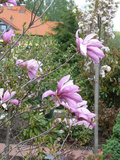 img00007.jpg