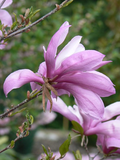 img00008.jpg
