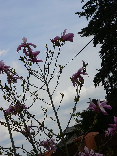 img00012.jpg