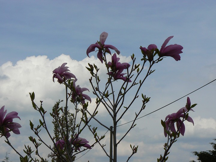 img00014.jpg