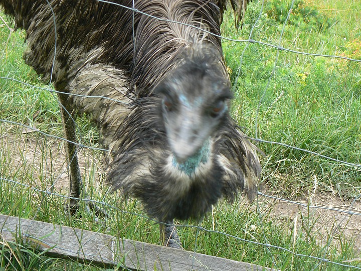 img00098.jpg