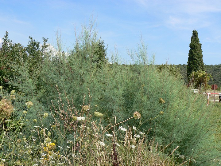 img00011.jpg