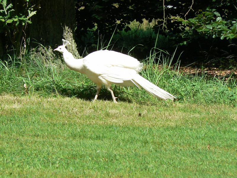 img00047.jpg