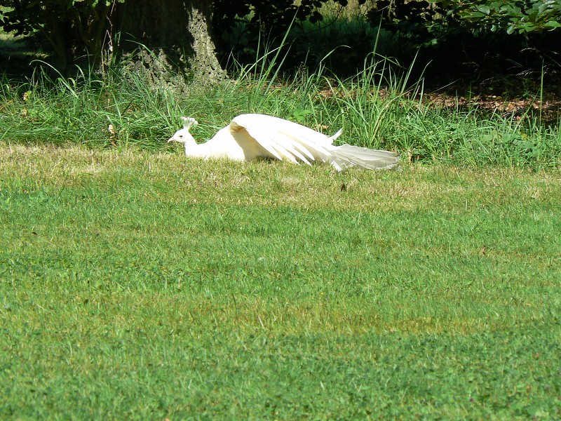 img00048.jpg