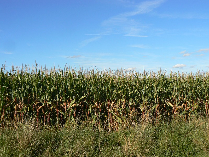 img00092.jpg