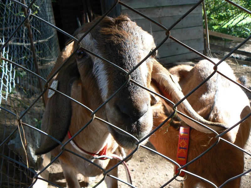 img00110.jpg