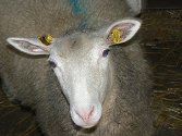 Agroturismus