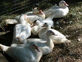 Agroturismus