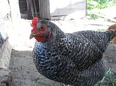 Agroturismus