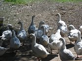 Agroturismus
